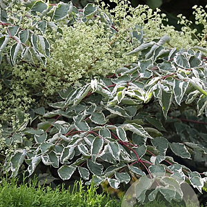 Aralia elata 'Variegata' 80-100 cm 10L