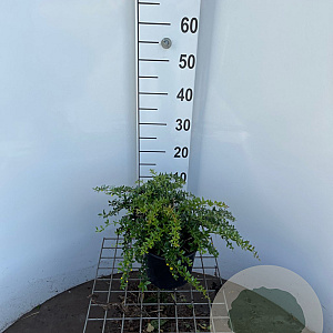 Berberis frikartii 'Amstelveen' 30-40 cm 3,0L