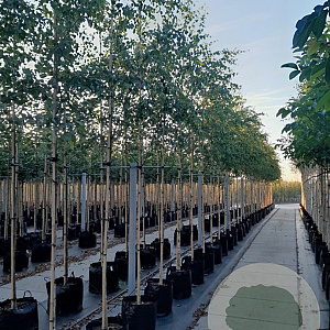 Betula pendula 12-14 HO container