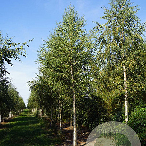 Betula pendula 30-35 HO draadkluit 4 X verplant
