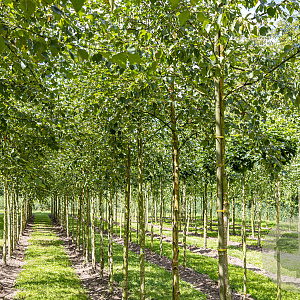 Betula pubescens 12-14 HO draadkluit 3 X verplant
