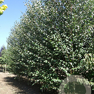 Betula utilis 'Doorenbos' 300-350 cm draadkluit meerstammig 3-4 tak