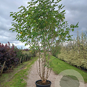 Broussonetia papyrifera 250-300 cm cont. 80L