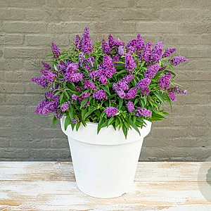 Buddleja d. B. Candy Little Purple 20-25 cm 2,0L