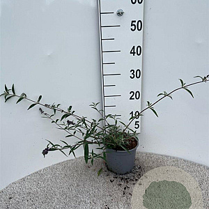 Buddleja d. 'Nanho Blue' 30-40 cm 2,0L