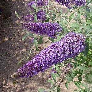 Buddleja d. Reve de Papillon Blue 30 cm 2,0L