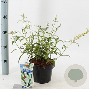 Buddleja d. 'White Profusion' 30-40 cm 2,0L