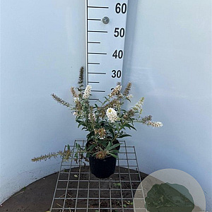 Buddleja 'White Ball' 30-40 cm 2,5L