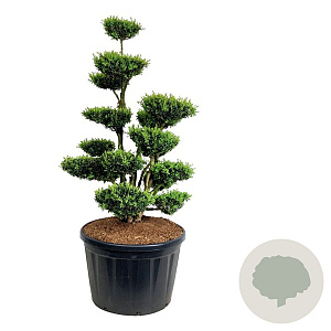 Buxus sempervirens 150-175 cm cont. 230L
