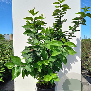 Calycanthus floridus 80-100 cm 20L