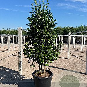 Camellia 'Oki-no-nami' 150-175 cm 45L meerstammig