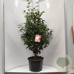 Camellia ret. 'Mary Williams' 80-100 cm 2,0L