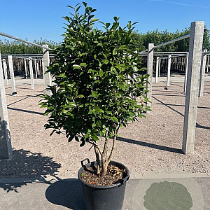 Camellia sasanqua 125-150 cm 45L meerstammig