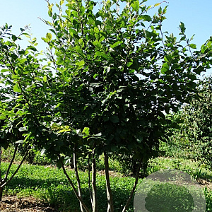 Carpinus betulus 350-400 cm draadkluit meerstammig 3-4 tak