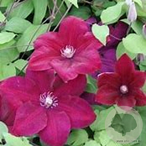 Clematis 'Rouge Cardinal' 125-150 cm 20L 3 stok