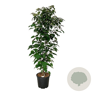 Clerodendrum trichotomum fargesii 175-200 cm 30L extra