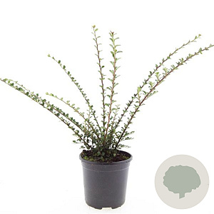 Cotoneaster horizontalis GM C1.3