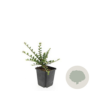 Cotoneaster horizontalis GM P9