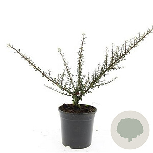 Cotoneaster microphyllus GM C1.3