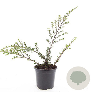 Cotoneaster nanshan 'Boer' GM C1.3