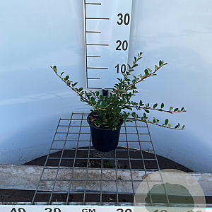 Cotoneaster radicans 'Eichholz' 30-40 cm C1.3