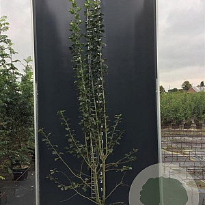 Crataegus media 'Paul's Scarlet' 150-200 cm 20L