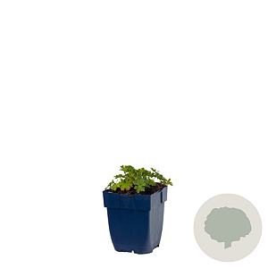 Dasylirion leiophyllum 80-100 cm 35L