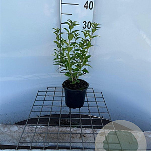 Deutzia gracilis 30-40 cm C1.3