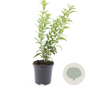 Deutzia gracilis GM C1.3