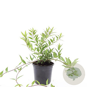 Deutzia gracilis 'Nikko' GM C1.3