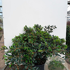 Distylium Blue Cascade 80-100 cm 20L breed