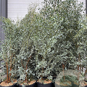 Eucalyptus gunnii 125-150 cm 30L