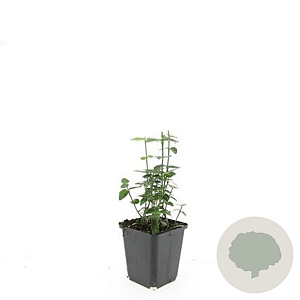 Euonymus fortunei radicans GM P9