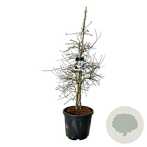 Exochorda 'The Bride' 125-150 cm cont. 55L extra