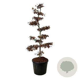 Fagus sylvatica 175-200 cm cont. 90L bonsai