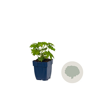 Fagus sylvatica 225x80x60 draadkluit haagelement