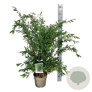 Fargesia nitida 'Gansu 95/2' 80-100 cm 6L