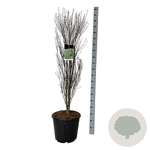 Frangula alnus Fine Line 125-150 cm 30L extra