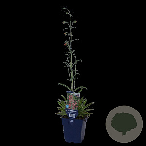 Hamamelis virginiana 100-125 cm 20L