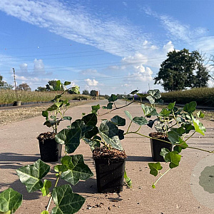 Hedera hibernica 30-40 cm P9