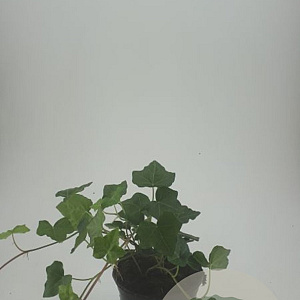Hedera hibernica GM C1.3
