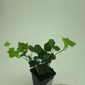Hedera hibernica GM P9