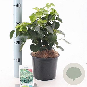 Hedera hib. 'Arbori Compact' 20-25 cm 2,0L