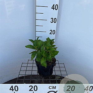 Hydrangea m. 'Alpenglühen' 20-25 cm 2,0L