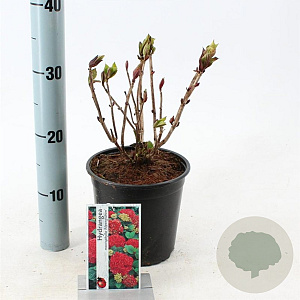 Hydrangea m. 'Alpenglühen' 20-25 cm 2,0L