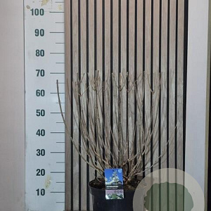 Hydrangea pan. 'Wim's Red' 50-60 cm 7,5L