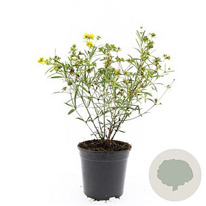 Hypericum kalmianum 'Gemo' GM C1.3