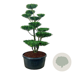 Ilex crenata 'Blondie' 175-200 cm cont. 240L bonsai