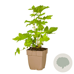 Kolkwitzia amabilis 40-60 cm wortelgoed struik