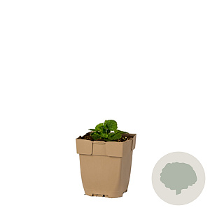 Kolkwitzia amabilis 175-200 cm 20L 3 stok